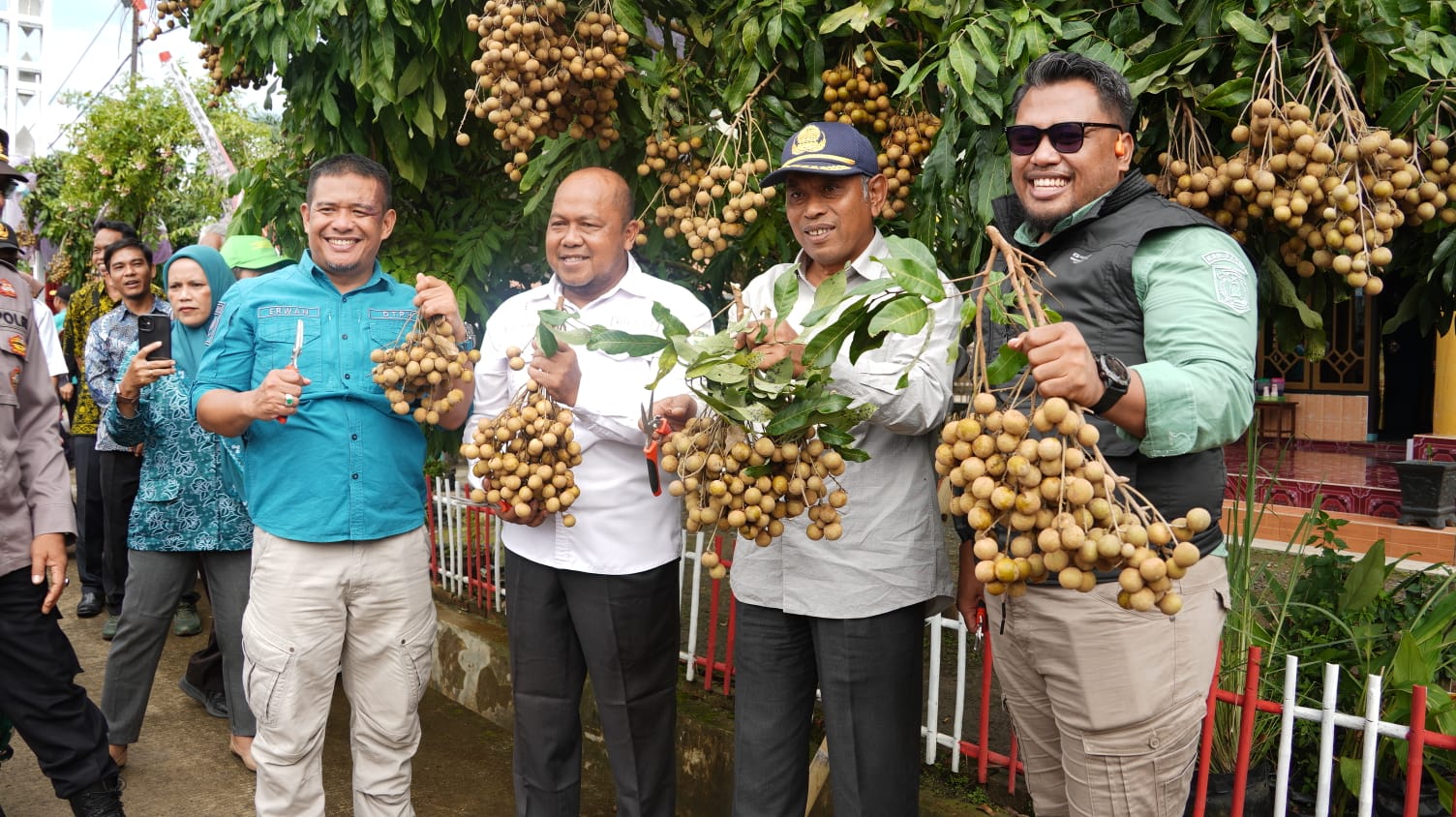 Paser Berbuah, Sekda  Apresiasi Panen Perdana Lengkeng Desa Kelempang Sari 