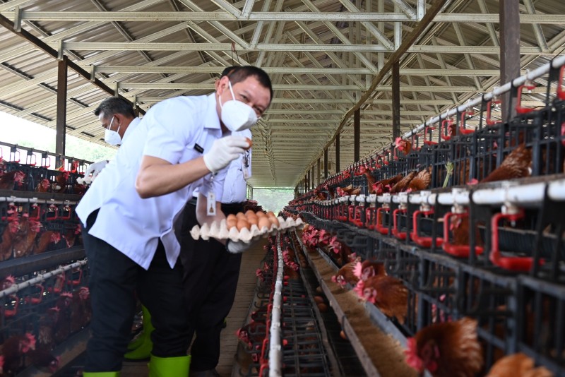 Bupati Fahmi Tinjau Kandang Ayam Petelur di Petangis, Apresiasi Program Pengendalian Inflasi Berhasil